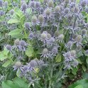 Eryngium planum 'Blue Glitter'